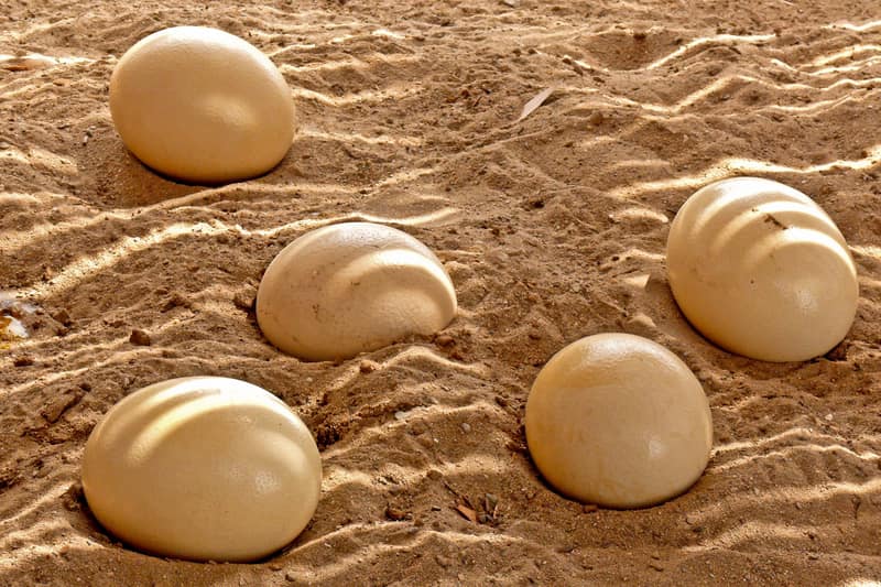 Fünf cremefarbene Straußeneier liegen im Sand